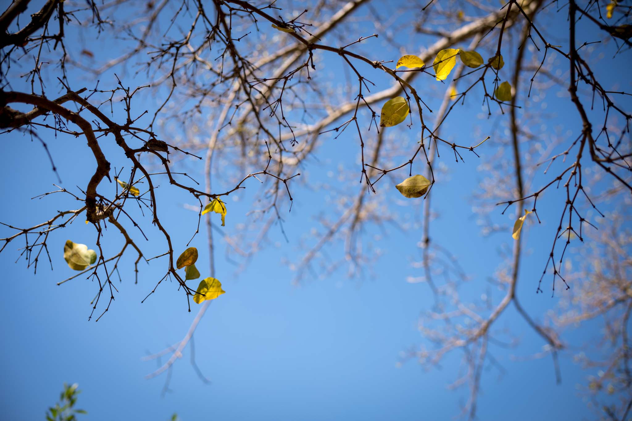 Ảnh chụp bằng máy ảnh Leica M10